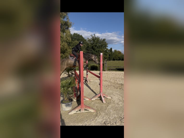 Deutsches Reitpony Stute 10 Jahre 147 cm Falbe in Altenstadt