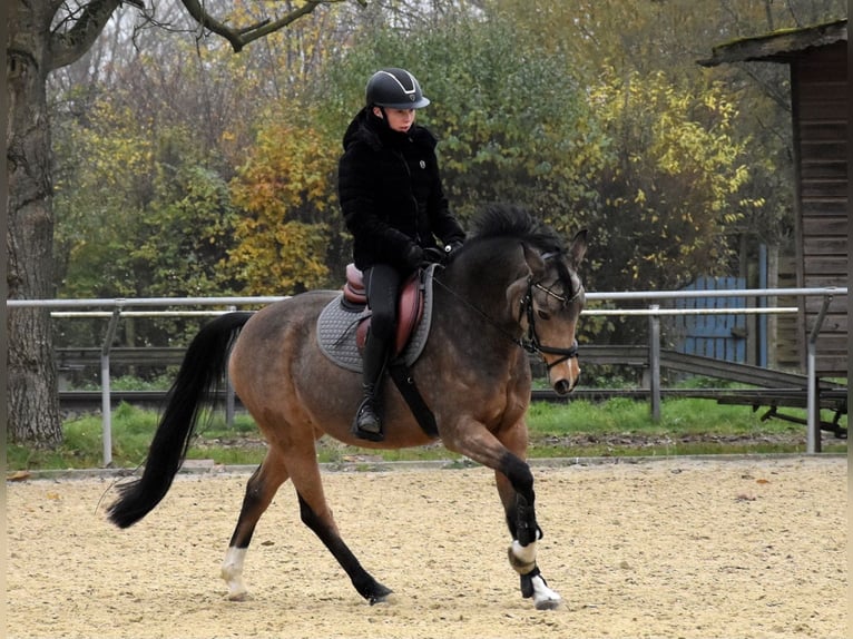 Deutsches Reitpony Stute 10 Jahre 147 cm Falbe in Altenstadt