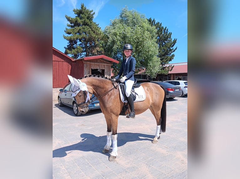 Deutsches Reitpony Stute 10 Jahre 147 cm Falbe in Altenstadt