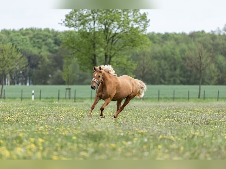 Deutsches Reitpony Mix Stute 10 Jahre 147 cm Fuchs in Rostock