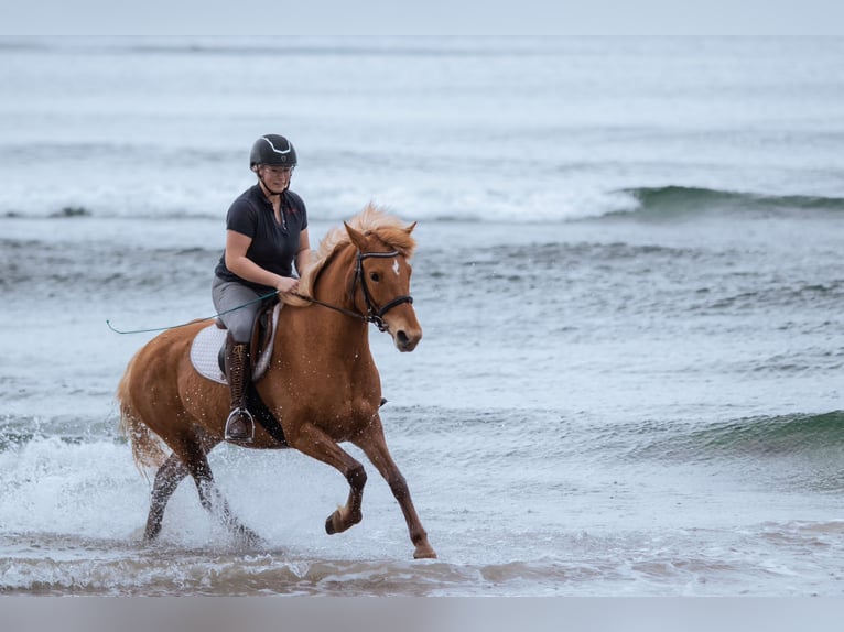 Deutsches Reitpony Mix Stute 10 Jahre 147 cm Fuchs in Rostock