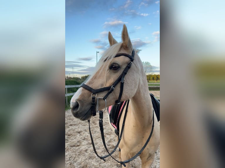 Deutsches Reitpony Stute 10 Jahre 147 cm Palomino in Bothel