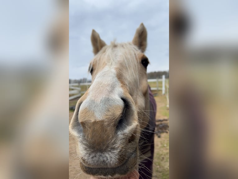 Deutsches Reitpony Stute 10 Jahre 147 cm Palomino in Bothel
