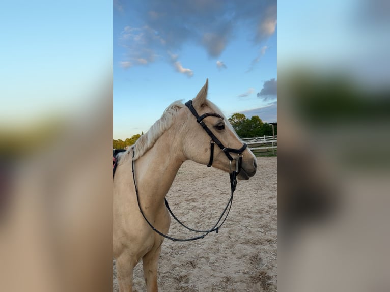 Deutsches Reitpony Stute 10 Jahre 147 cm Palomino in Bothel