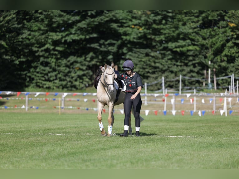 Deutsches Reitpony Stute 10 Jahre 147 cm Palomino in Bothel