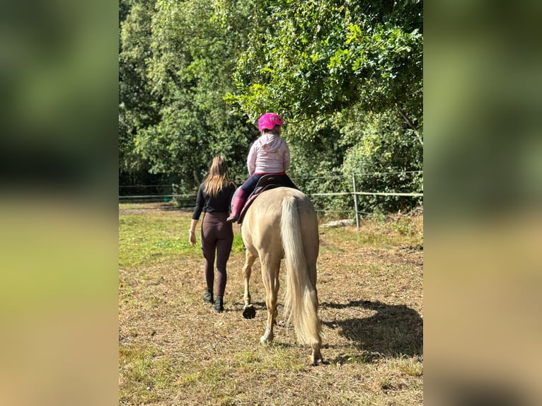 Deutsches Reitpony Stute 10 Jahre 147 cm Palomino in Bothel