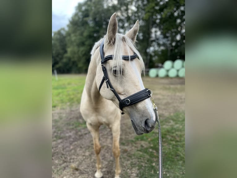 Deutsches Reitpony Stute 10 Jahre 147 cm Palomino in Bothel