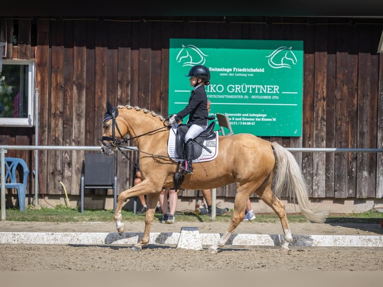 Deutsches Reitpony Stute 10 Jahre 147 cm Palomino in Neulu&#xDF;heim