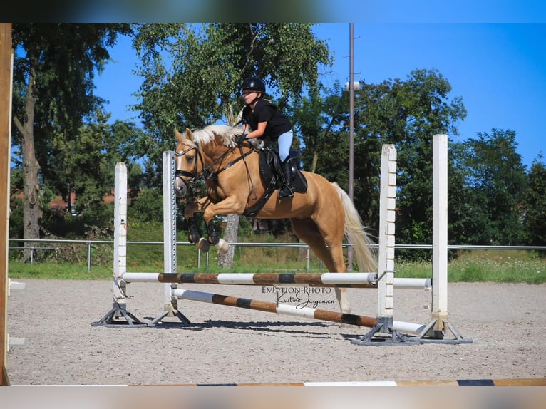 Deutsches Reitpony Stute 10 Jahre 147 cm Palomino in Neulu&#xDF;heim