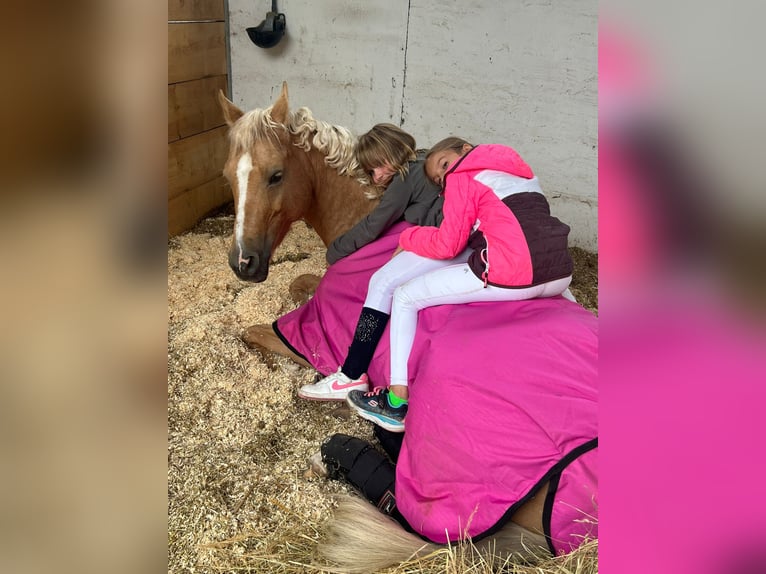 Deutsches Reitpony Stute 10 Jahre 147 cm Palomino in Neulu&#xDF;heim
