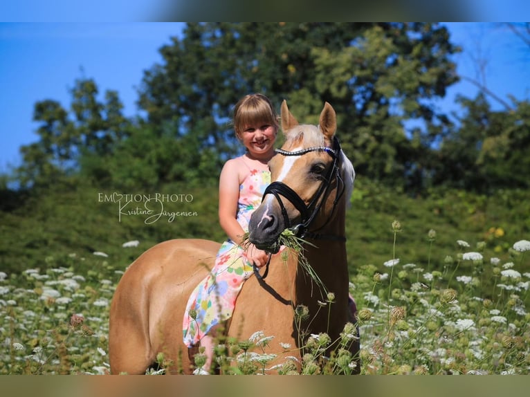 Deutsches Reitpony Stute 10 Jahre 147 cm Palomino in Neulu&#xDF;heim