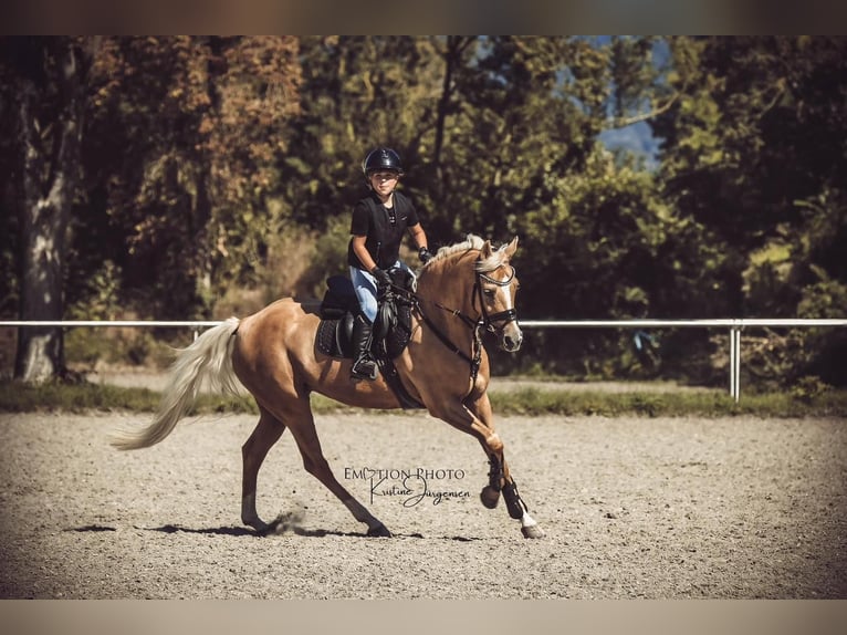 Deutsches Reitpony Stute 10 Jahre 147 cm Palomino in Neulu&#xDF;heim