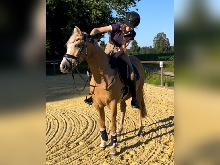 Deutsches Reitpony Stute 10 Jahre 147 cm Palomino in Walsrode
