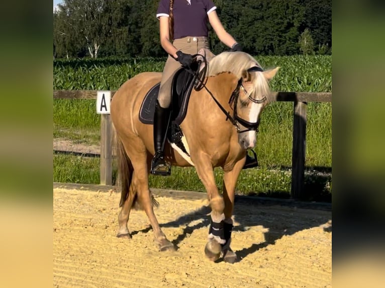Deutsches Reitpony Stute 10 Jahre 147 cm Palomino in Walsrode