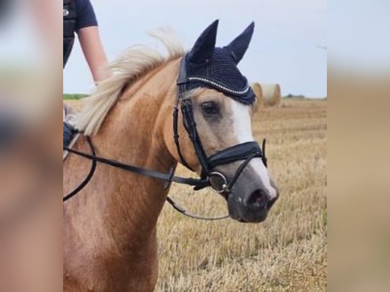 Deutsches Reitpony Stute 10 Jahre 147 cm Palomino in Walsrode