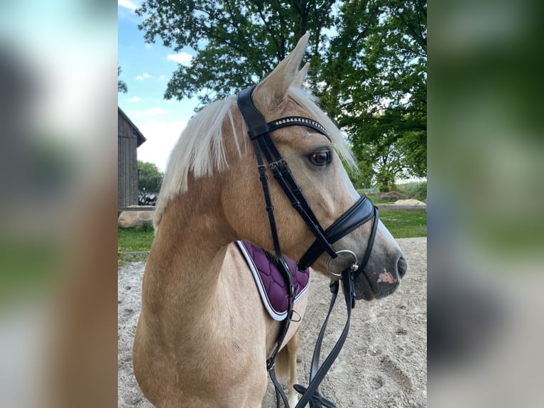 Deutsches Reitpony Stute 10 Jahre 147 cm Palomino in Walsrode