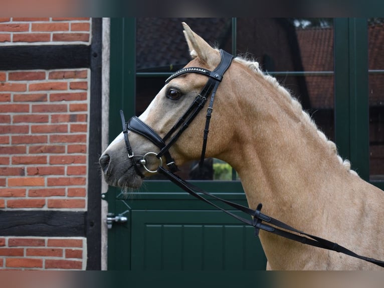Deutsches Reitpony Stute 10 Jahre 147 cm Palomino in Walsrode