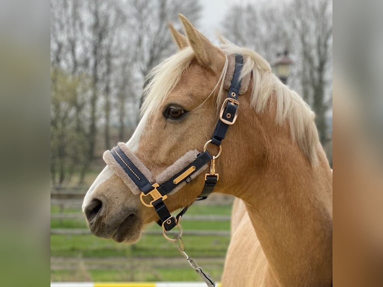 Deutsches Reitpony Stute 10 Jahre 147 cm Palomino in Walsrode