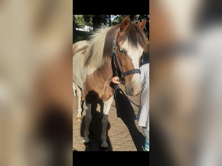 Deutsches Reitpony Stute 10 Jahre 147 cm Schecke in Berlin