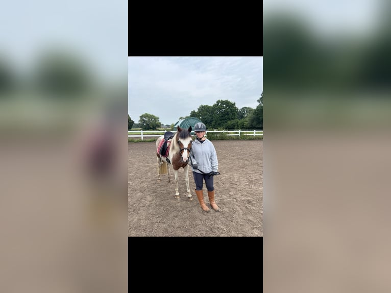 Deutsches Reitpony Stute 10 Jahre 147 cm Schecke in Berlin