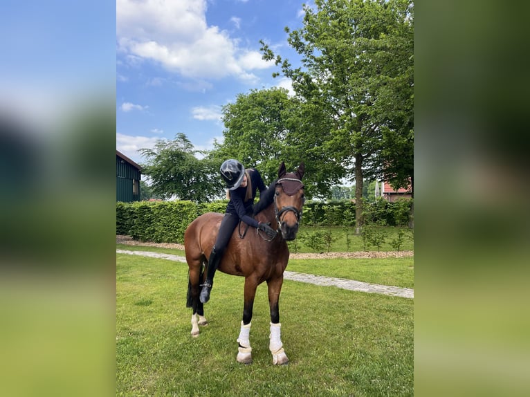 Deutsches Reitpony Stute 10 Jahre 148 cm Brauner in Coesfeld