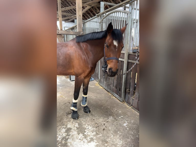 Deutsches Reitpony Stute 10 Jahre 148 cm Brauner in Coesfeld