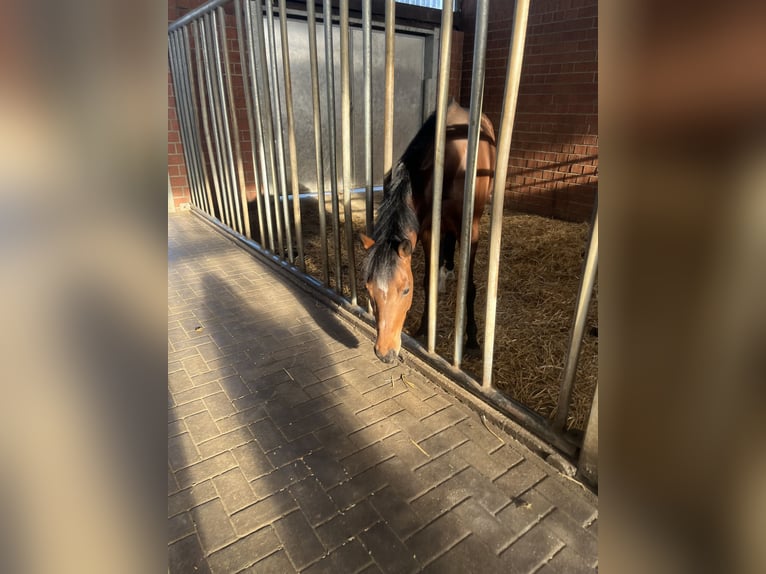 Deutsches Reitpony Stute 10 Jahre 148 cm Brauner in Coesfeld
