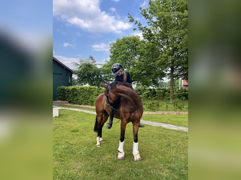 Deutsches Reitpony Stute 10 Jahre 148 cm Brauner in Coesfeld