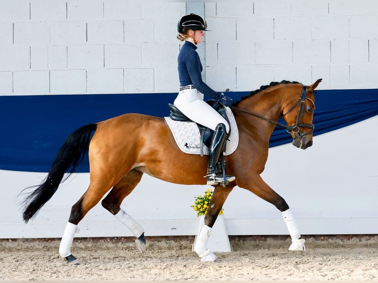 Deutsches Reitpony Stute 10 Jahre 148 cm Brauner in Marsberg