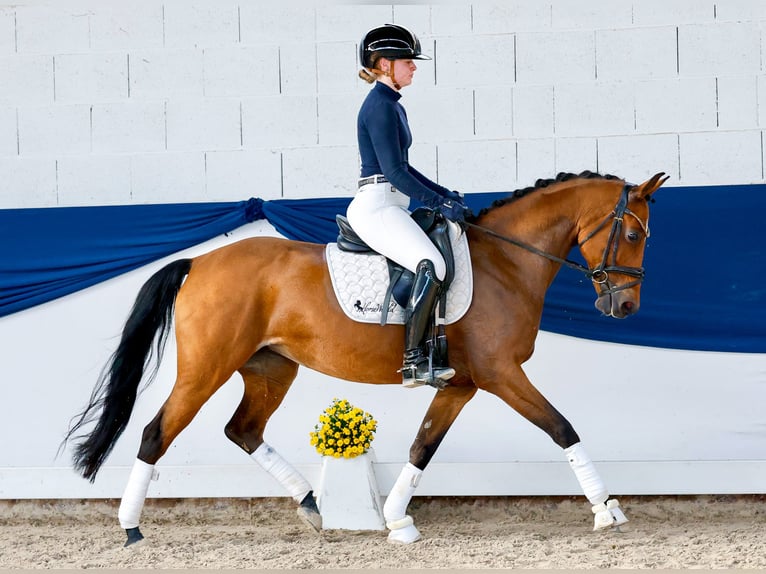 Deutsches Reitpony Stute 10 Jahre 148 cm Brauner in Marsberg