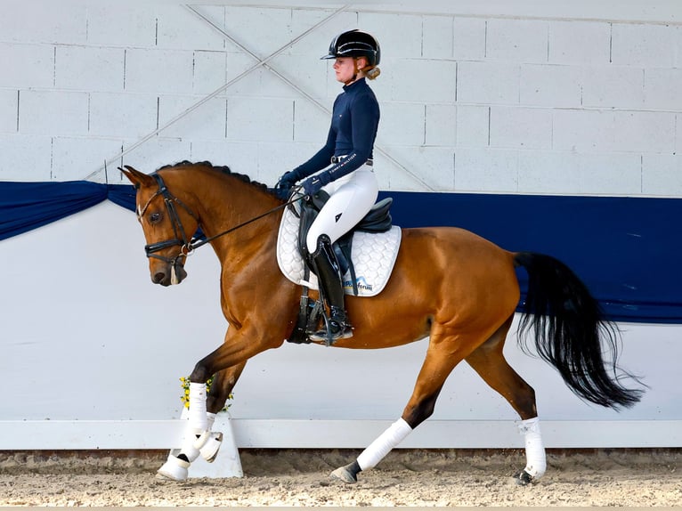 Deutsches Reitpony Stute 10 Jahre 148 cm Brauner in Marsberg
