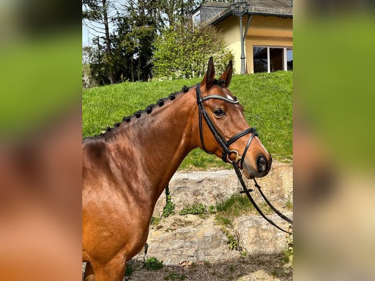 Deutsches Reitpony Stute 10 Jahre 148 cm Brauner in Neuh&#xFC;tten