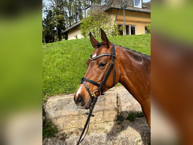 Deutsches Reitpony Stute 10 Jahre 148 cm Brauner in Neuh&#xFC;tten