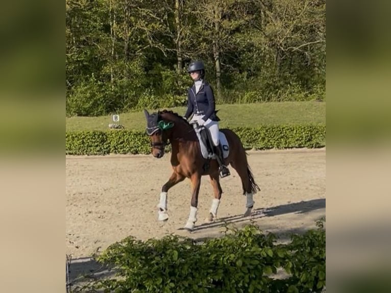Deutsches Reitpony Stute 10 Jahre 148 cm Brauner in Südlohn