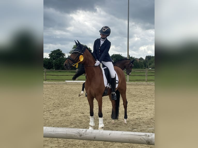 Deutsches Reitpony Stute 10 Jahre 148 cm Brauner in Südlohn