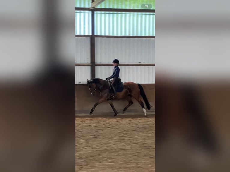 Deutsches Reitpony Stute 10 Jahre 148 cm Brauner in Bohmte