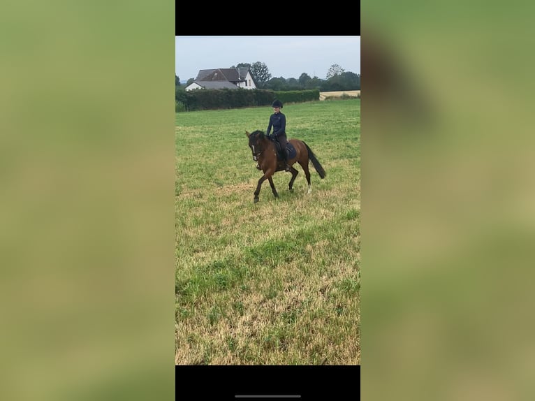 Deutsches Reitpony Stute 10 Jahre 148 cm Brauner in Bohmte
