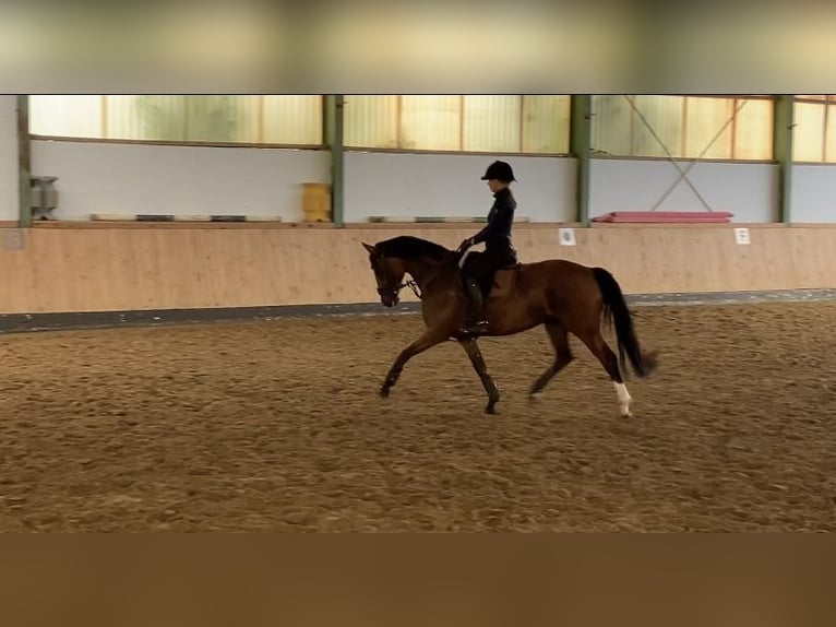 Deutsches Reitpony Stute 10 Jahre 148 cm Brauner in Bohmte