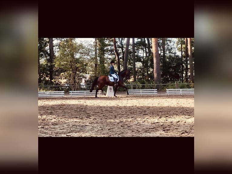 Deutsches Reitpony Stute 10 Jahre 148 cm Brauner in Bohmte