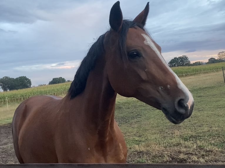 Deutsches Reitpony Stute 10 Jahre 148 cm Brauner in Bohmte