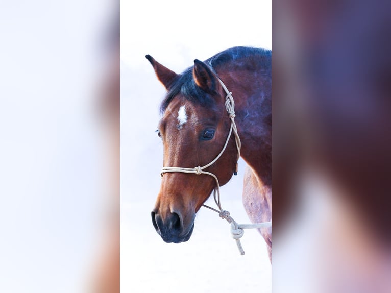 Deutsches Reitpony Stute 10 Jahre 148 cm Brauner in Hennef