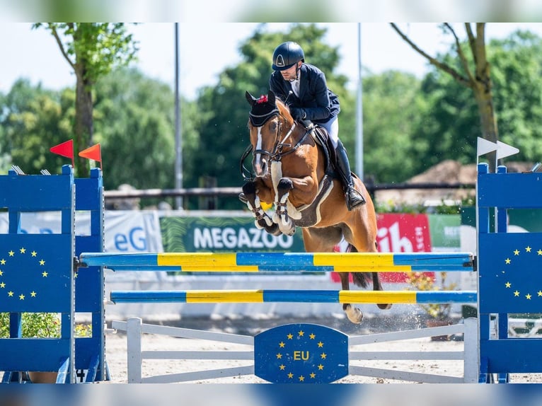 Deutsches Reitpony Stute 10 Jahre 148 cm Brauner in Bargstedt