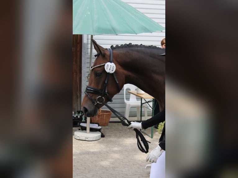 Deutsches Reitpony Stute 10 Jahre 148 cm Brauner in Großenkneten