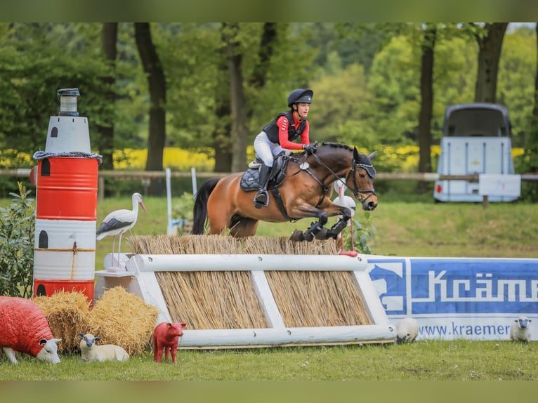 Deutsches Reitpony Stute 10 Jahre 148 cm Brauner in Großenkneten