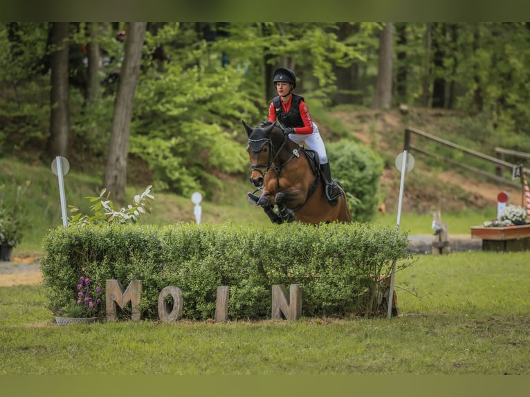 Deutsches Reitpony Stute 10 Jahre 148 cm Brauner in Großenkneten