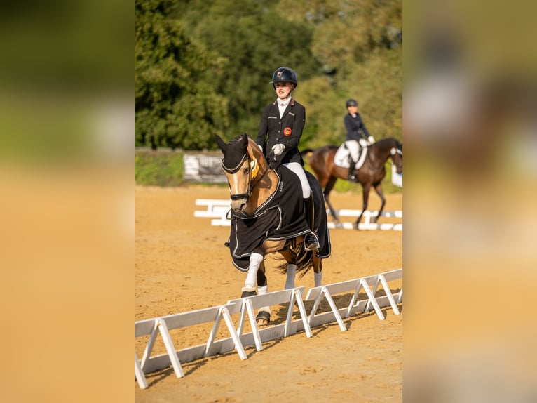 Deutsches Reitpony Stute 10 Jahre 148 cm Buckskin in Taucha