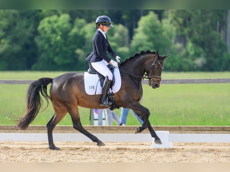 Deutsches Reitpony Stute 10 Jahre 148 cm Dunkelbrauner in Huglfing