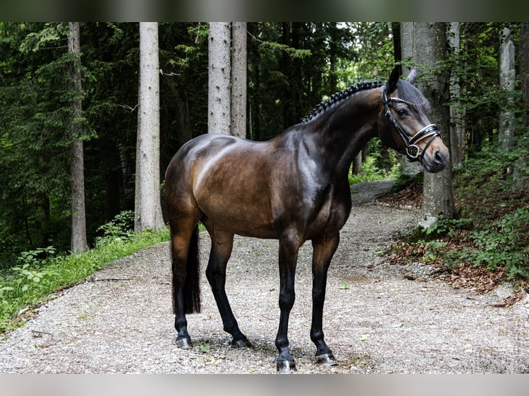 Deutsches Reitpony Stute 10 Jahre 148 cm Dunkelbrauner in Huglfing