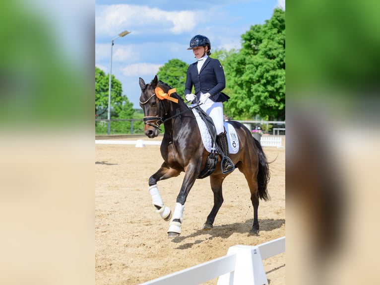 Deutsches Reitpony Stute 10 Jahre 148 cm Dunkelbrauner in Huglfing