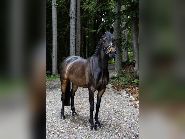 Deutsches Reitpony Stute 10 Jahre 148 cm Dunkelbrauner in Huglfing